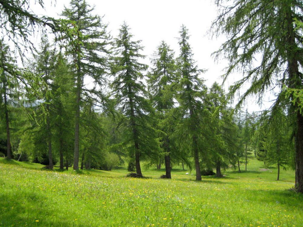 Kaltern-2008-05_151