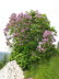 Kaltern-2008-05_152