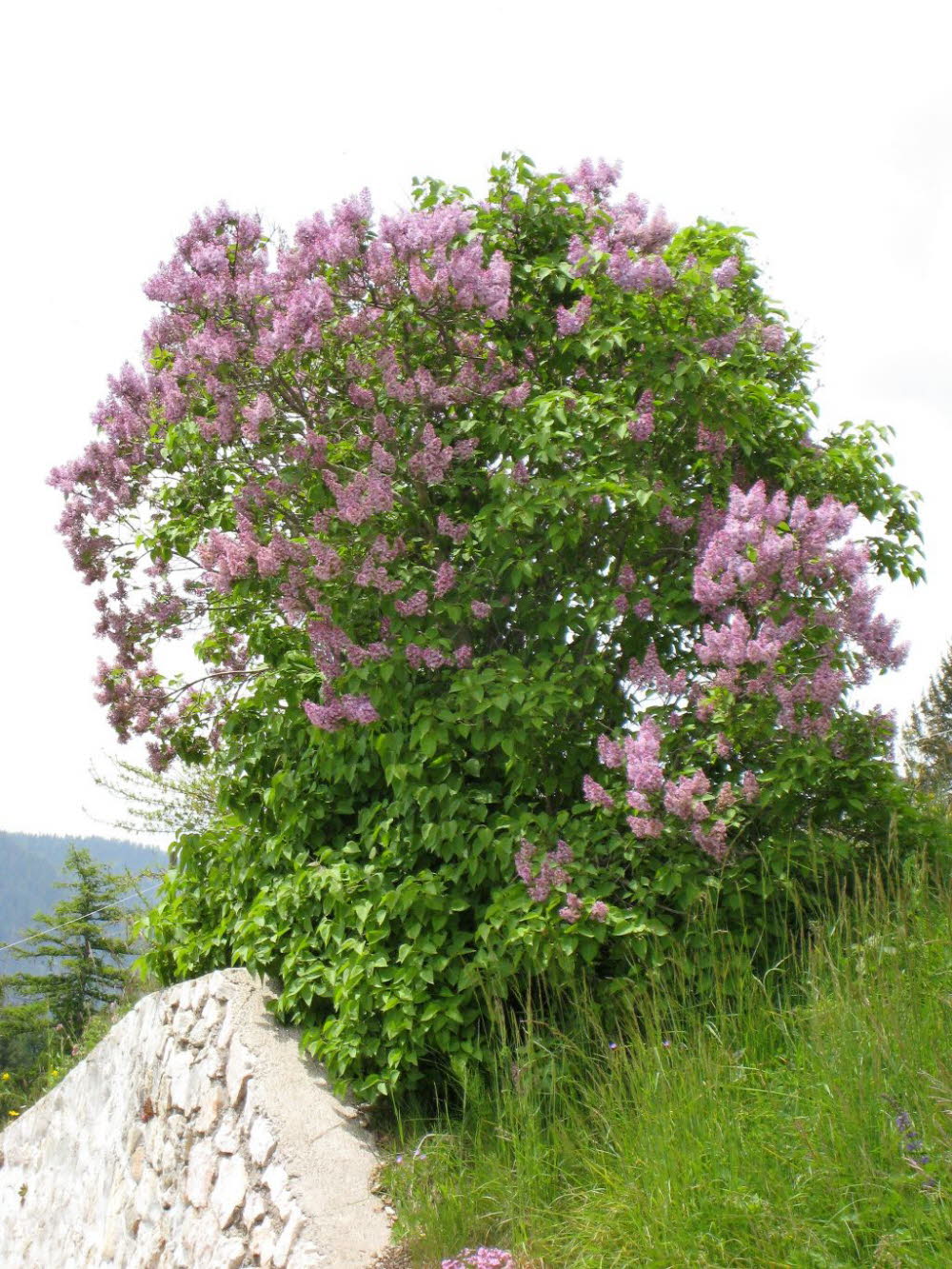 Kaltern-2008-05_152