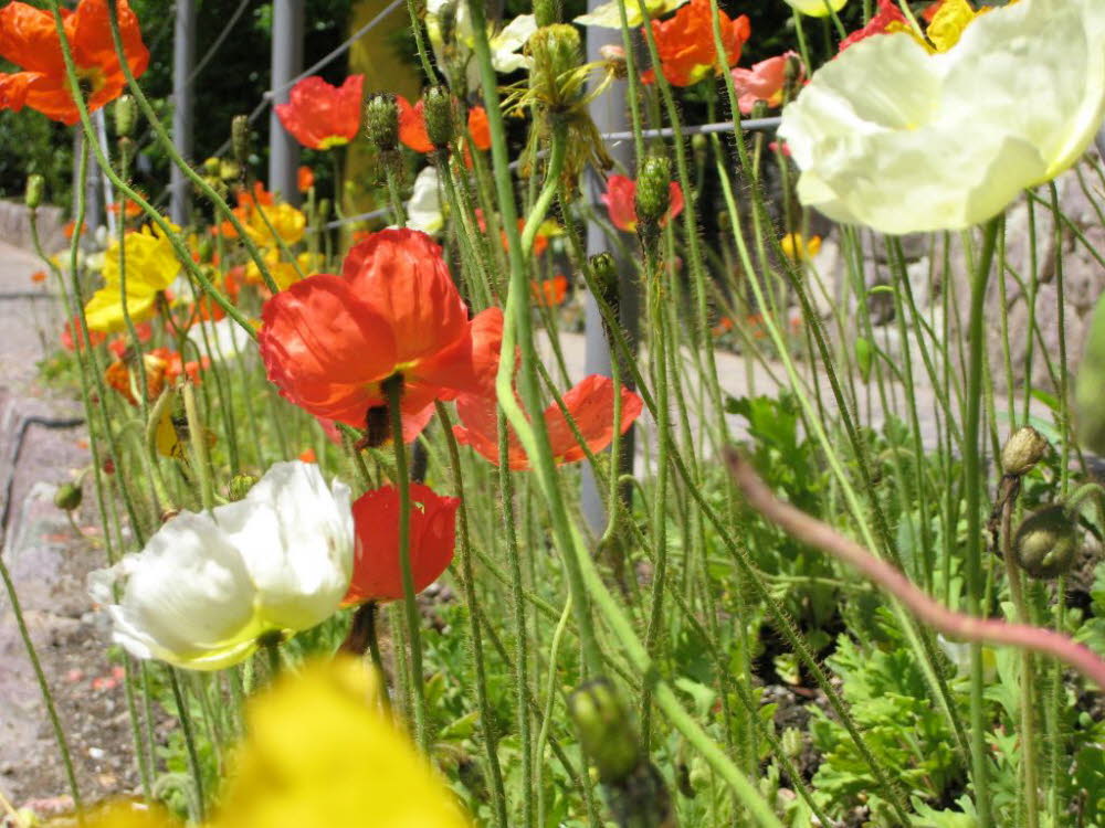 Kaltern-2008-05_196