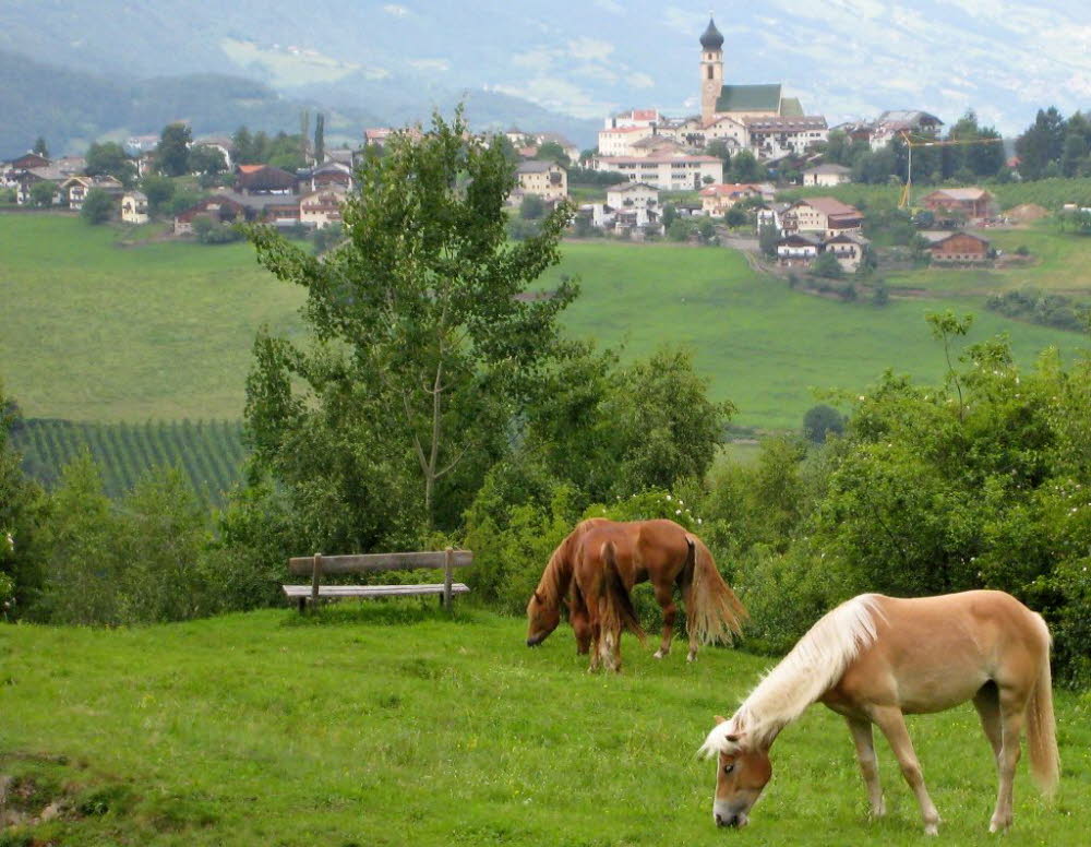 Kaltern-2008-05_213