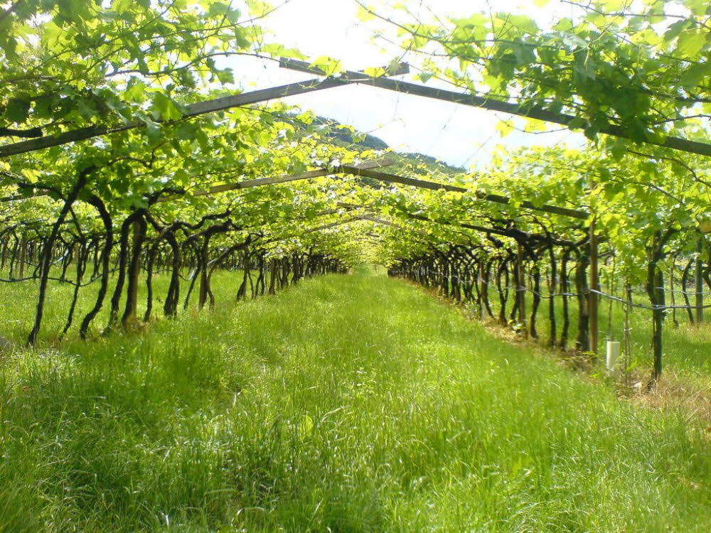 Kaltern-2008-05_218