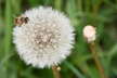Kaltern06_2007-042