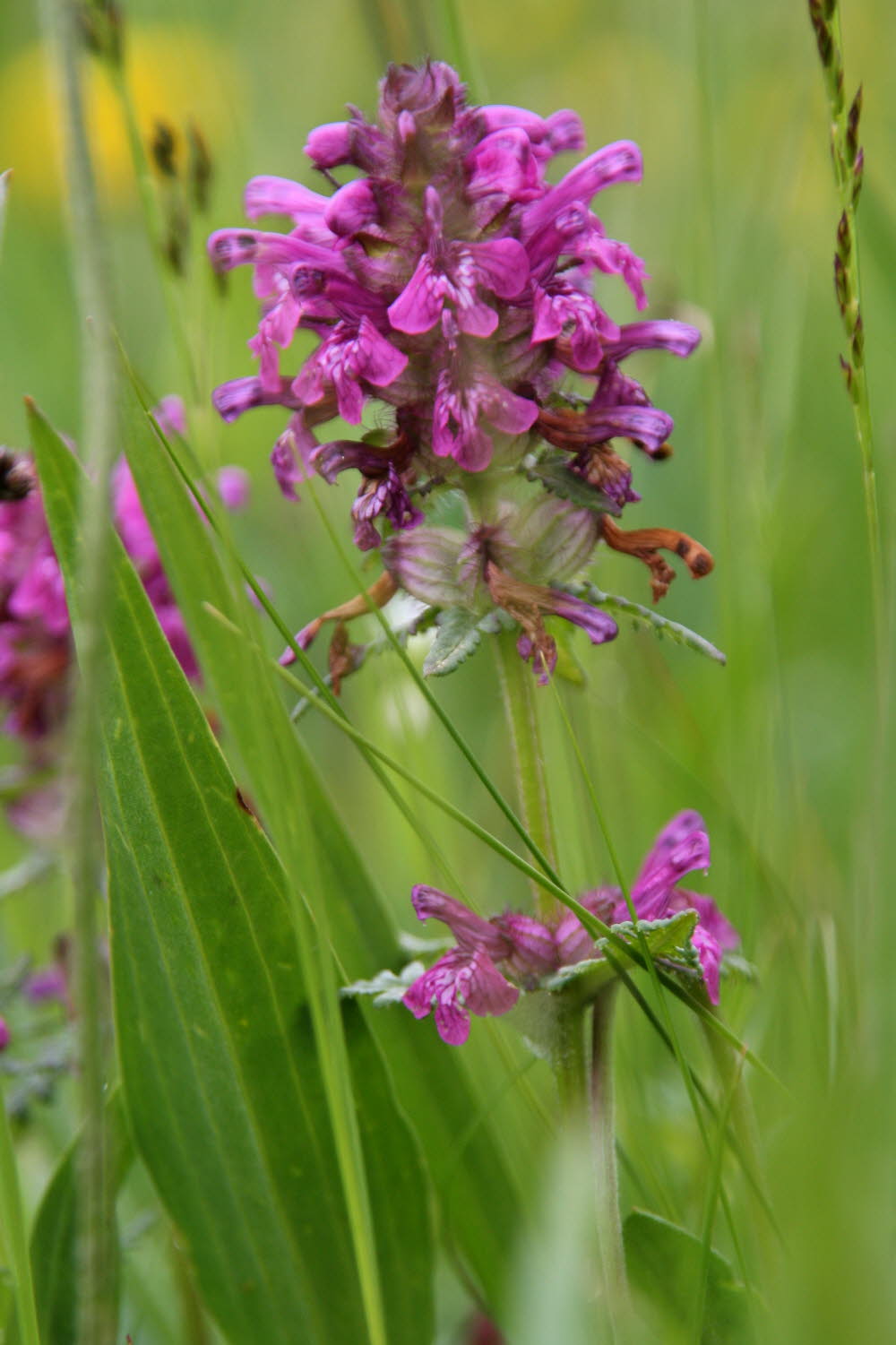 Kaltern06_2007-067