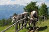 Kaltern06_2007-272