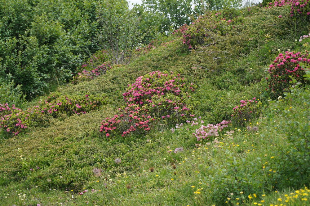 Kurtatsch_201806-058