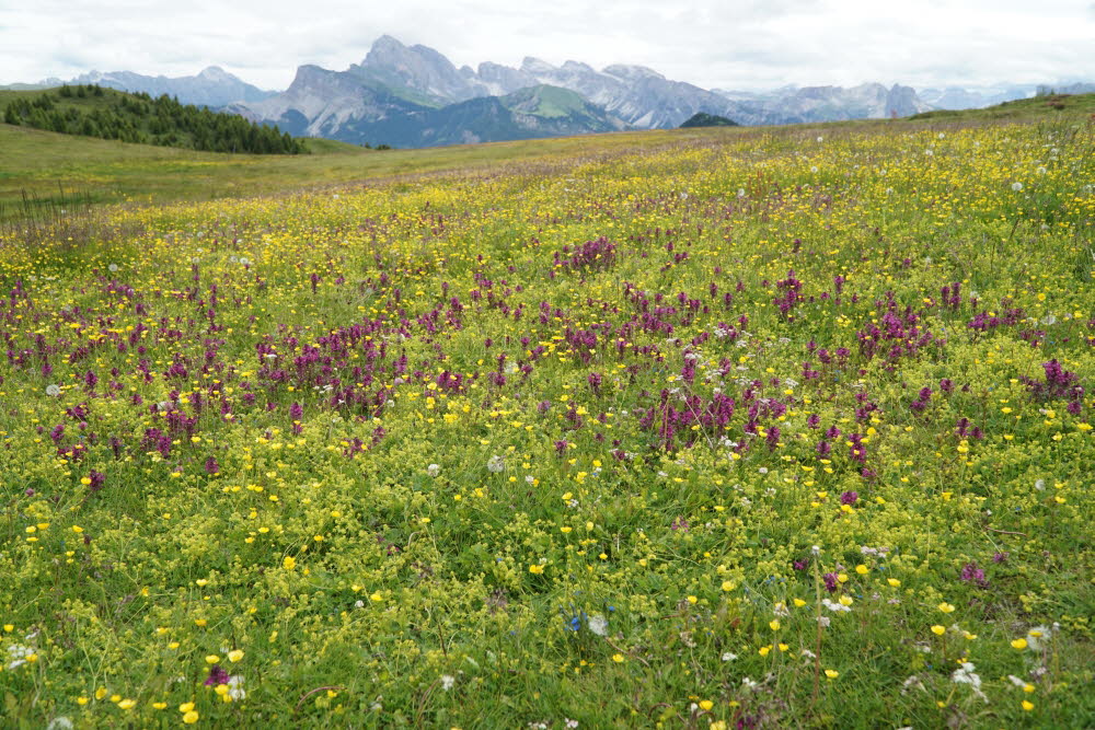 Kurtatsch_201806-064