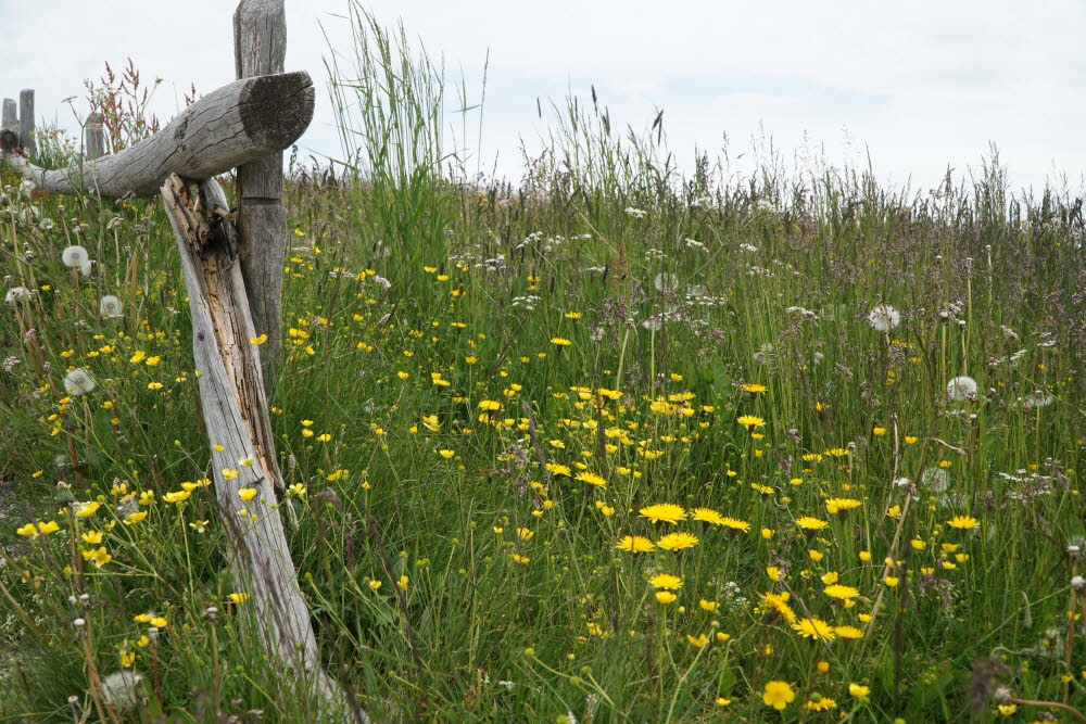 Kurtatsch_201806-065