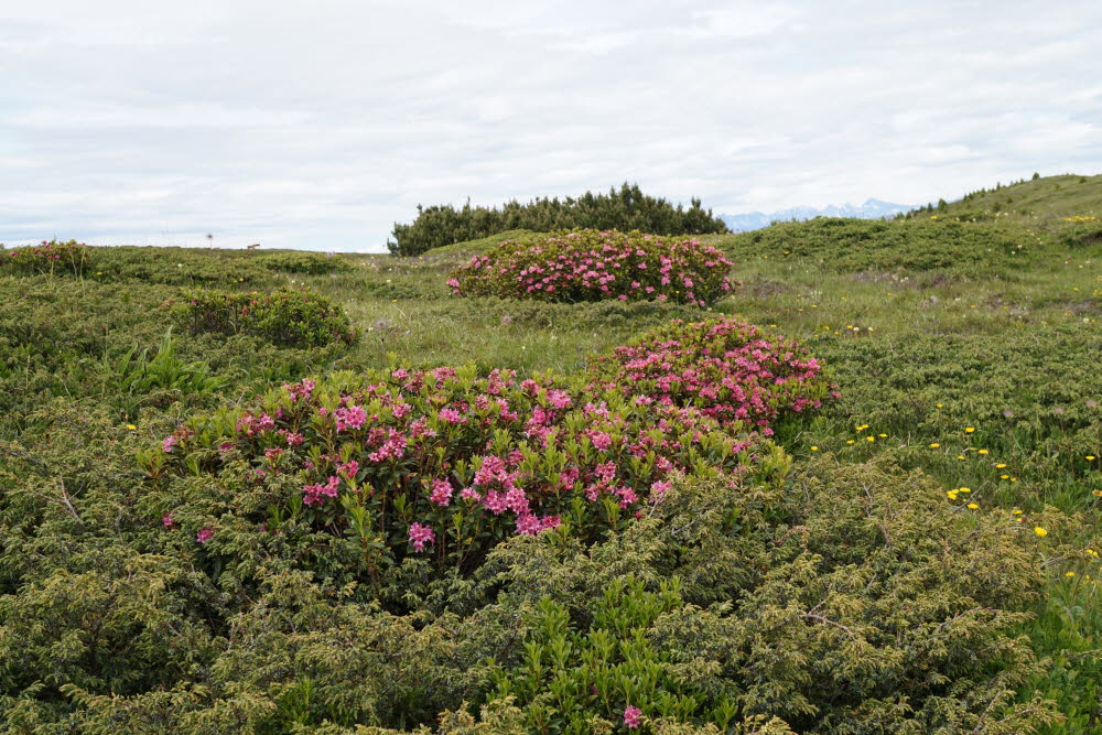 Kurtatsch_201806-074
