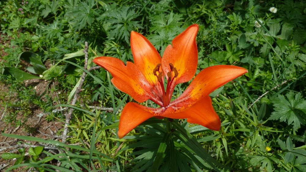 P1000520