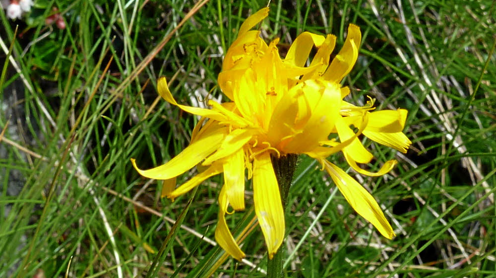 P1000594