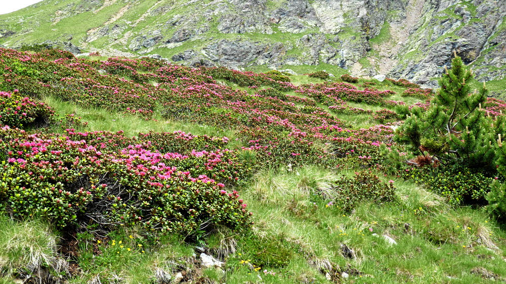 P1000598