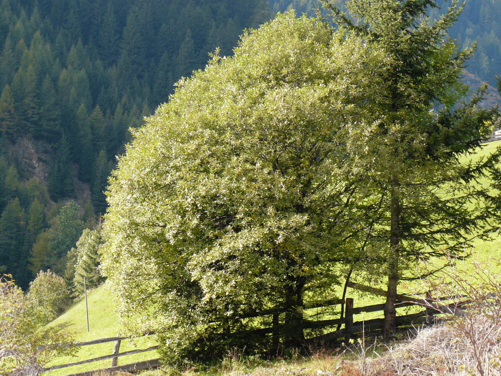 P1000814