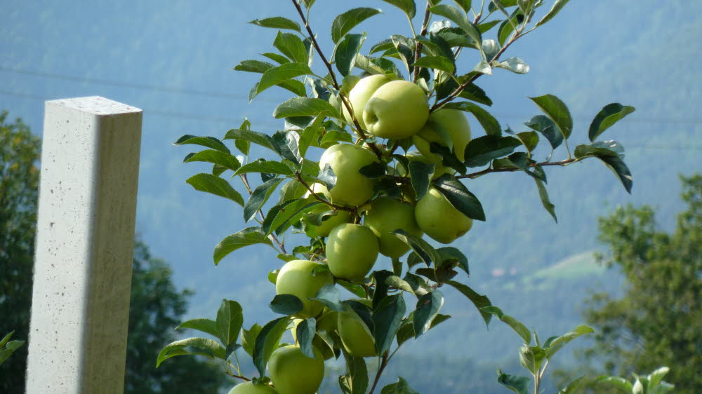 P1000966