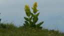 P1010464