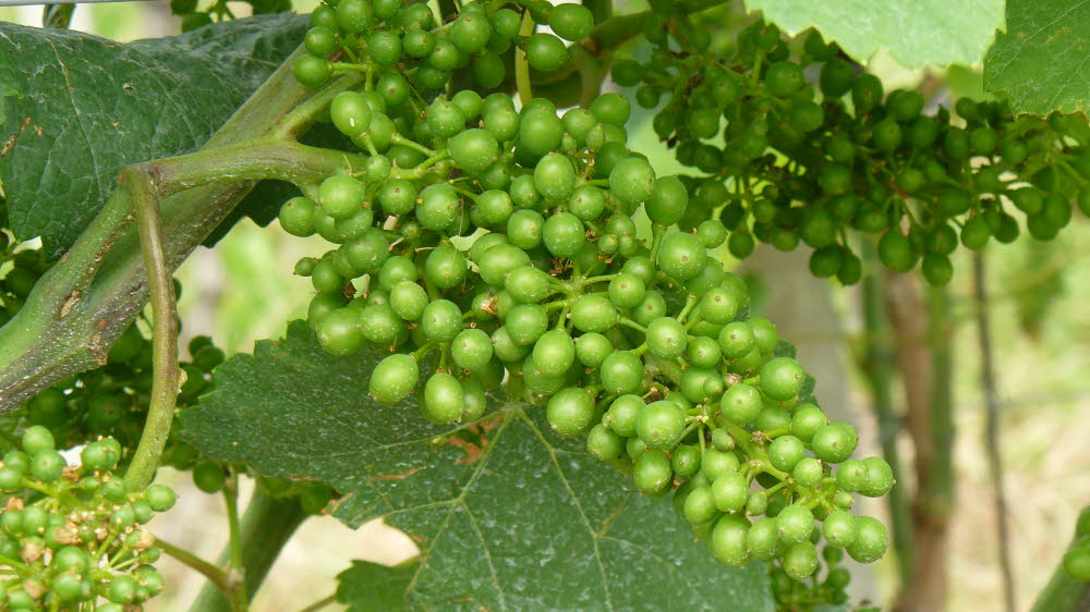 P1010540