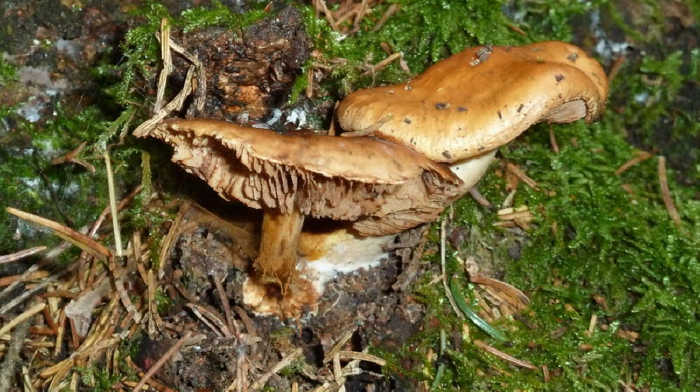 P1010934