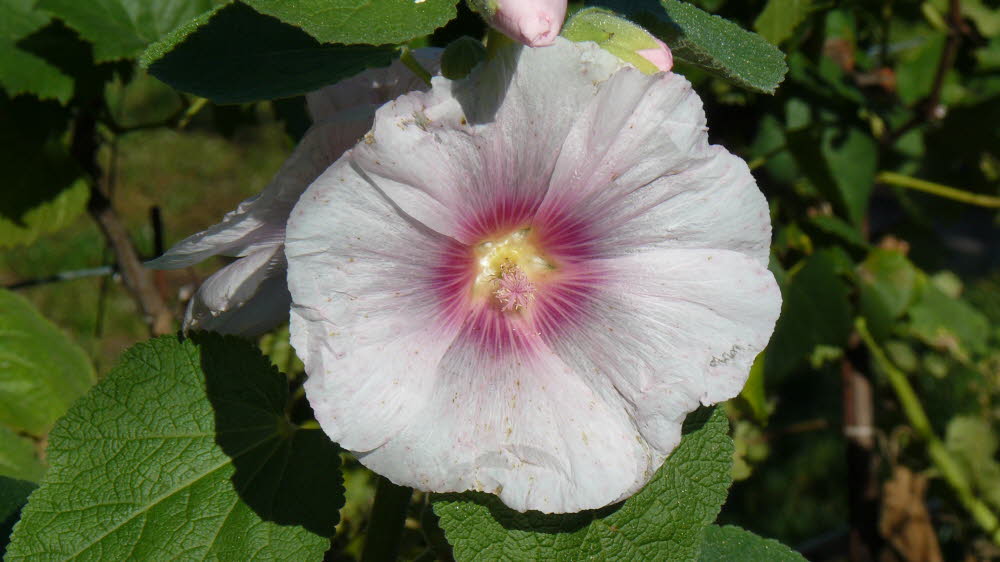 P1010973