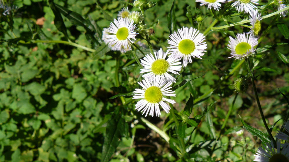 P1010984