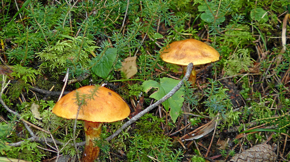P1020982