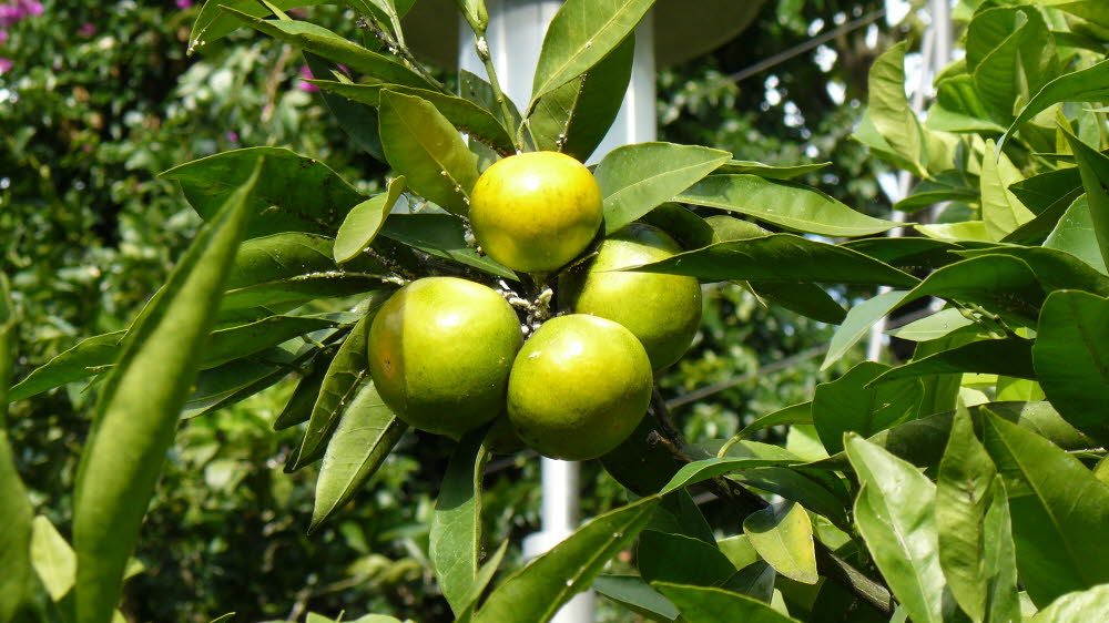 P1030052