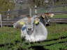 2004