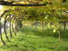 2004