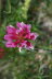 Tirol_2015_06-110