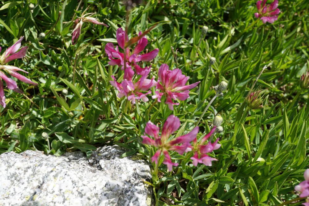 Tirol_2015_06-112
