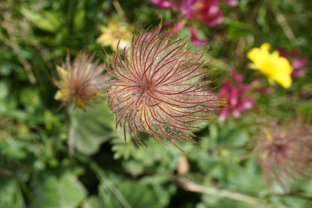 Tirol_2015_06-113