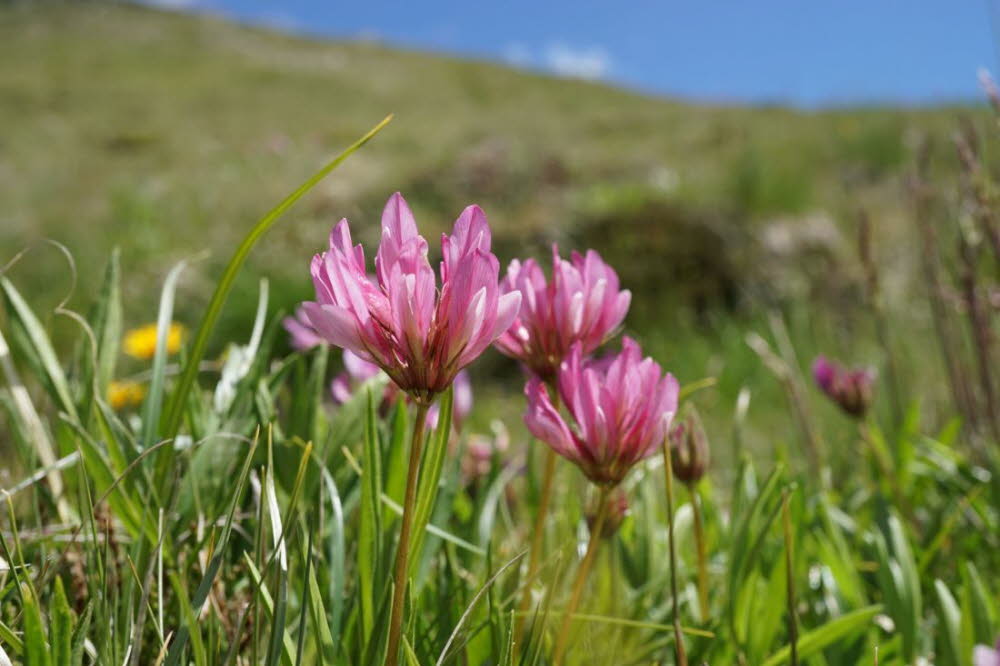 Tirol_2015_06-115