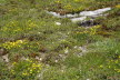 Tirol_2015_06-118