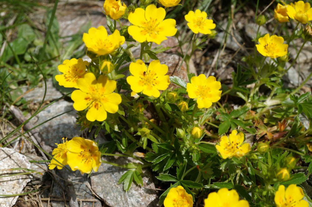 Tirol_2015_06-125