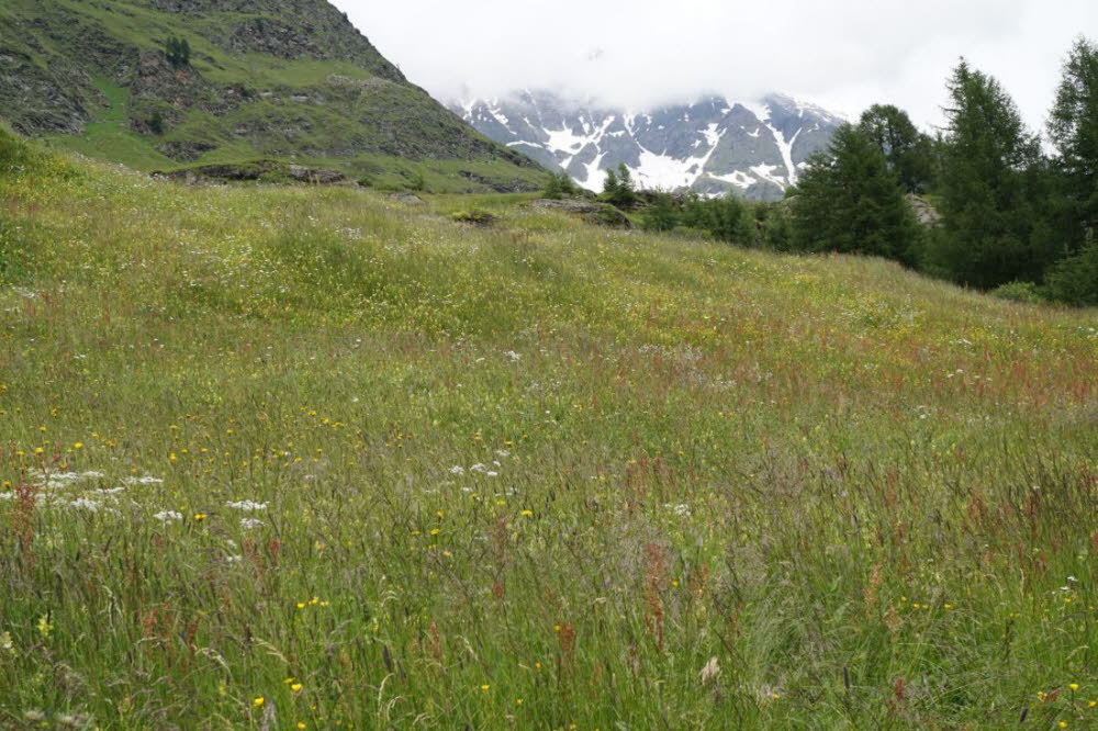 Tirol_2015_06-143