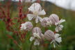 Tirol_2015_06-146