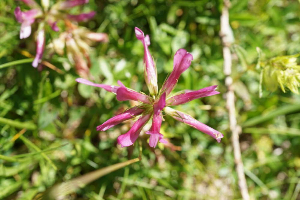 Tirol_2015_06-160