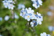 Tirol_2015_06-161