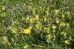 Tirol_2015_06-165