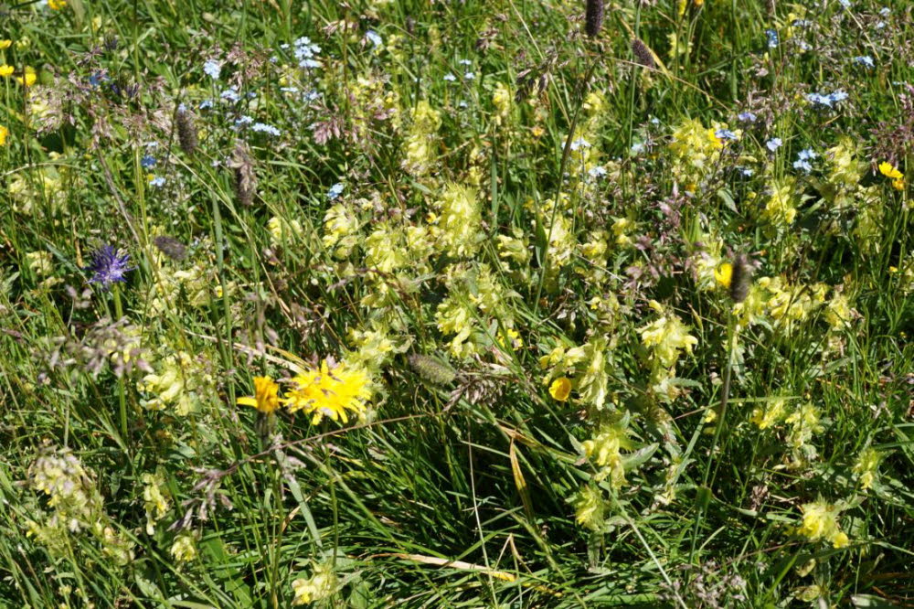 Tirol_2015_06-165