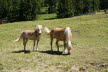 Tirol_2015_06-175