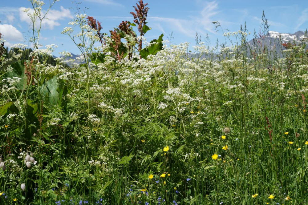 Tirol_2015_06-177