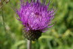 Tirol_2015_06-179