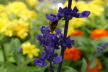 Tirol_2015_06-197