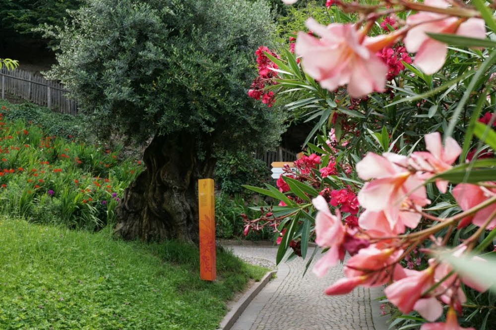 Tirol_2015_06-238