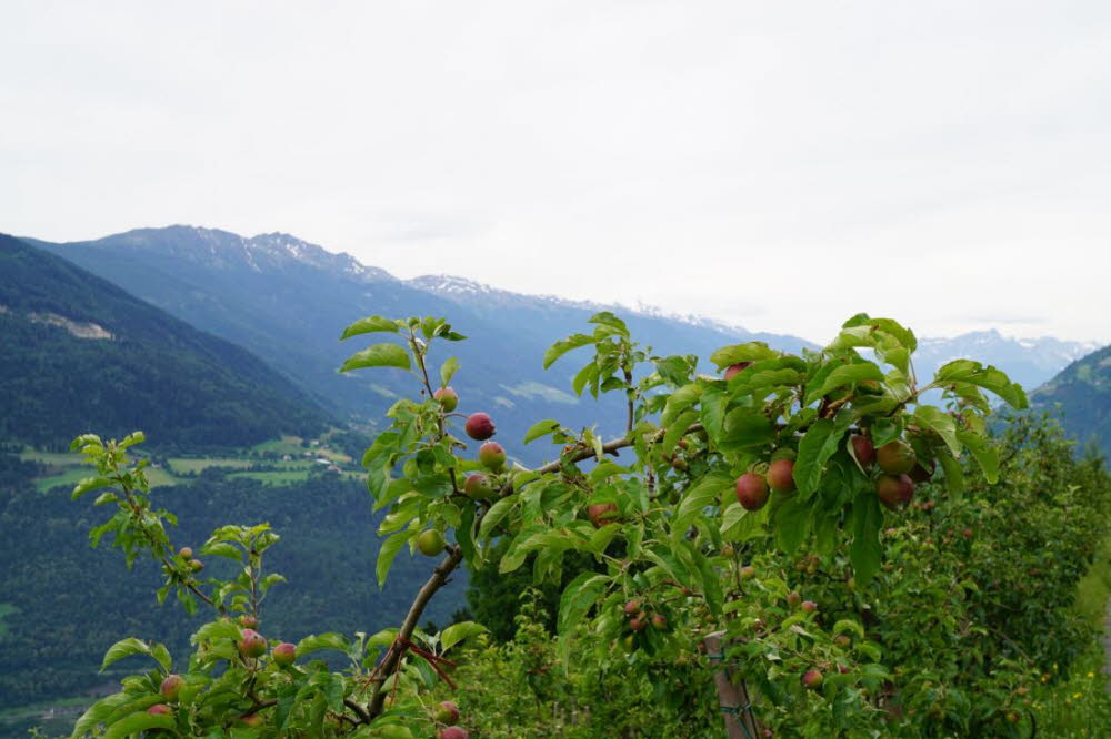 Tirol_2015_06-24