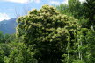 Tirol_2015_06-40