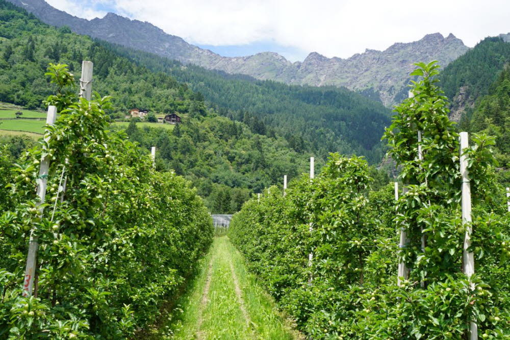 Tirol_2015_06-41