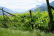 Tirol_2015_06-47