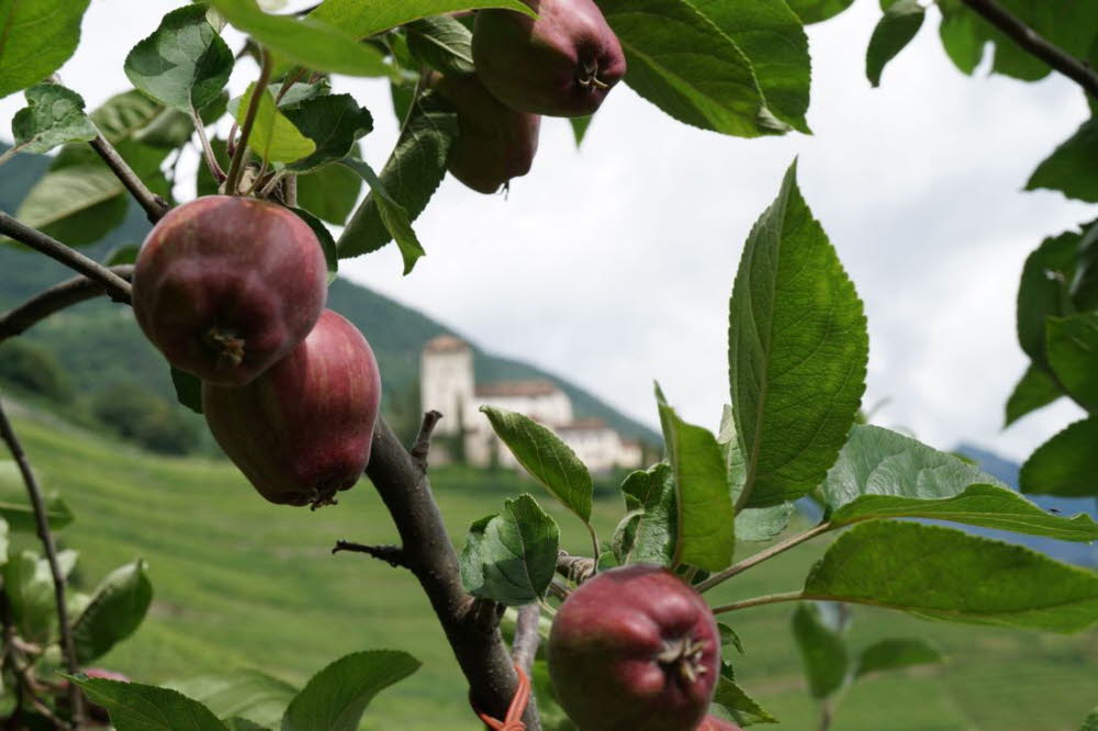 Tirol_2015_06-48