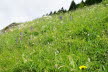 Tirol_2015_06-70